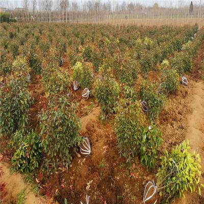 陕西苗木供应商-裕盛绿化苗木基地-绿化红叶石楠球种植