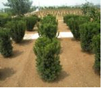 山东曼地亚红豆杉繁育种植基地批发供应绿化苗木,园林绿化,红豆杉,红豆杉树