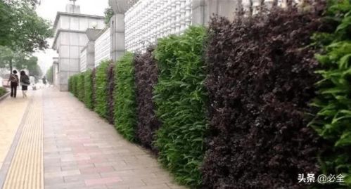 园林垂直绿化苗木植物栽培保养方法
