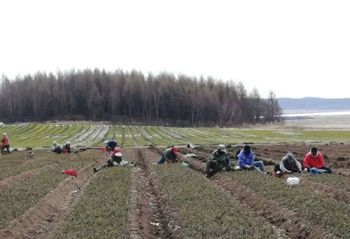 加格达奇林业局古里苗圃育苗植树绿化忙