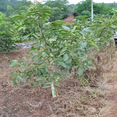 岱香核桃苗 品种100%纯正岱香核桃苗价格_香玲_中农短枝_丰辉_泰安开发区凯欣园艺场 - 商国互联网