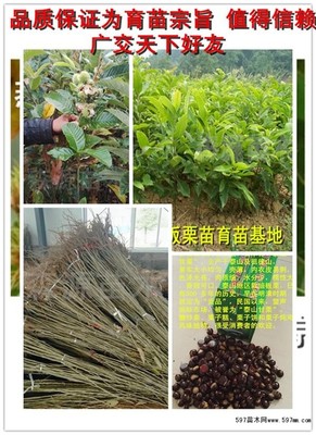 华丰板栗苗|果树小苗|绿化苗木|苗木销售信息|597苗木网