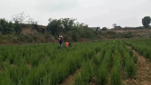 让土地生金 义井苗圃基地育苗忙