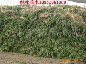 篱笆植物蜀桧j价格,洒金柏基地价格,刺柏基地价格指导价 篱笆植物蜀桧j价格,洒金柏基地价格,刺柏基地价格行情