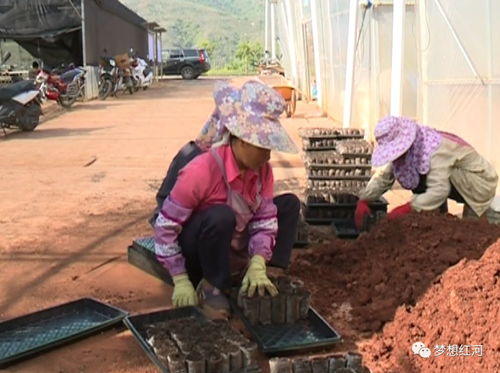 你给认得,红河县有个工厂化育苗中心,里面年育300万株苗木