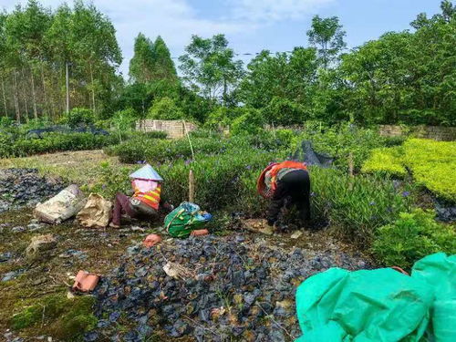 培育适地苗木 助力绿美贵港 贵港市城市管理监督局园林绿化中心做好苗木培育工作