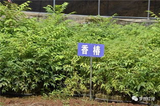 你给认得,红河县有个工厂化育苗中心,里面年育300万株苗木